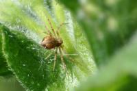 Philodromus