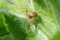 Philodromus