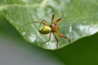 Araniella