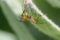 Araniella