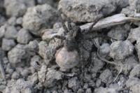 Pardosa