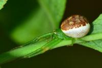 Diaea dorsata
