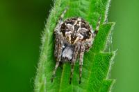 Agalenatea redii