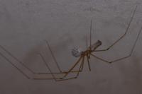 Pholcus phalangioides