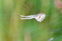 Uloborus walckenaerius