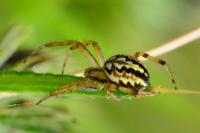 Neoscona adianta