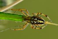 Neoscona adianta