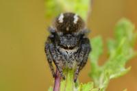 Philaeus chrysops