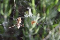 Uloborus walckenaerius