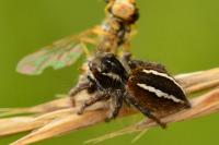 Philaeus chrysops