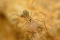 Spermophora senoculata