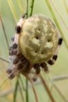 Araneus quadratus