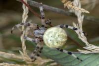 Araneus quadratus