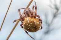 Araneus quadratus