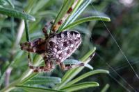 Araneus diadematus