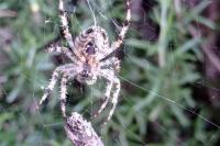 Araneus diadematus