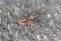 Zoropsis spinimana