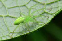 Micrommata virescens