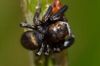 Evarcha arcuata