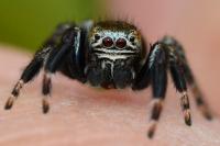 Evarcha arcuata