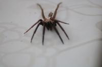 Segestria florentina