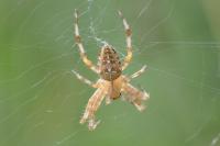 Araneus diadematus