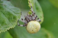 Araneus quadratus