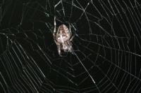 Araneus diadematus