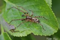 Anyphaena accentuata