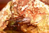 Stemonyphantes lineatus