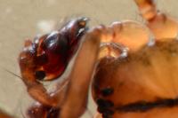 Stemonyphantes lineatus