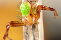Ebrechtella tricuspidata