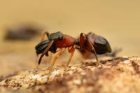 Myrmarachne formicaria