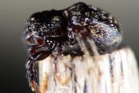 Sibianor aurocinctus