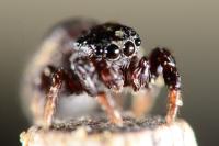 Sibianor aurocinctus