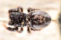 Sibianor aurocinctus