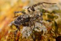 Anyphaena accentuata