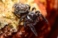 Macaroeris nidicolens