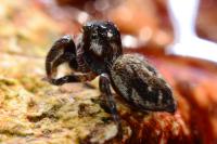 Macaroeris nidicolens