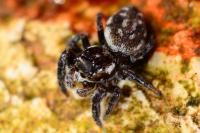 Macaroeris nidicolens