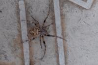 Larinioides sclopetarius