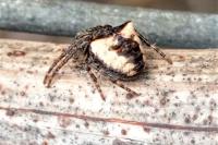 Gibbaranea bituberculata