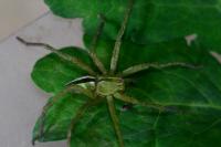 Micrommata ligurina
