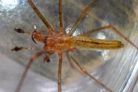 Tetragnatha montana