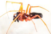 Linyphia hortensis