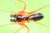Linyphia hortensis