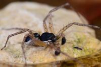 Philodromus dispar