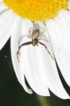 Misumena vatia