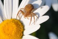Xysticus