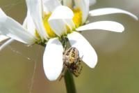 Larinioides cornutus